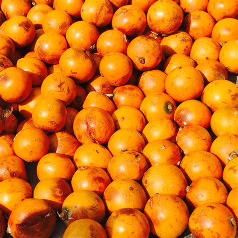 5 Interesting Health Benefits Of Agbalumo African Star Apple Pulse