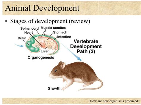 Ppt Animal Development Powerpoint Presentation Free Download Id