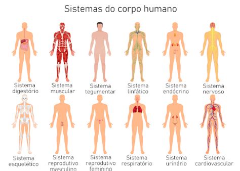 Sistemas Do Corpo Humano Quais S O Fun Es Brasil Escola
