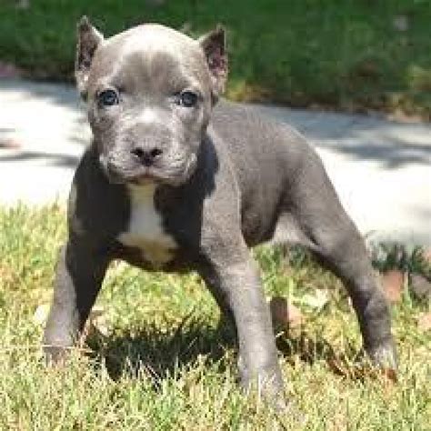 lovely pitbull puppies  sale offer