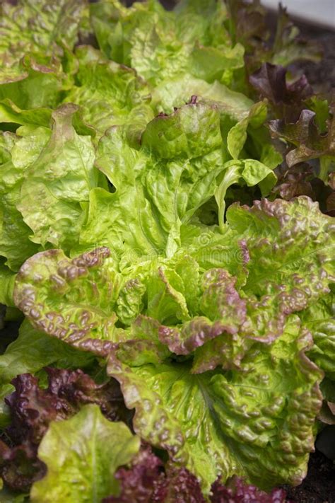 Lettuce Plants Leaves Growing On A Vegetable Patch In A Polytunnel