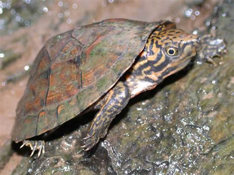 Turtles Tortoises And Terrapins Of Louisiana Hubpages