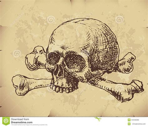 Hand drawn skull stock vector. Illustration of halloween - 44445060