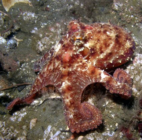 What Eats An Octopus