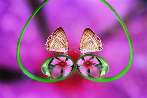 Romance Love Butterfly Flower Beautiful Color Stock Photo Image Of