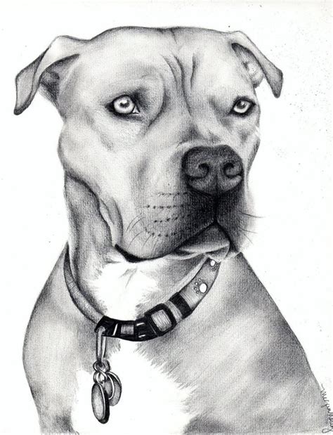 Pitbull Dog Drawing Easy Max Puppies