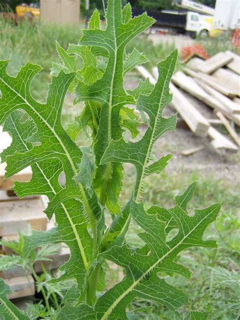 Summer Annual Weeds And Biennials