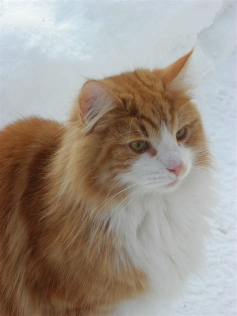 File:Norwegian Forest Cat in snow (closeup).jpg - Wikimedia Commons