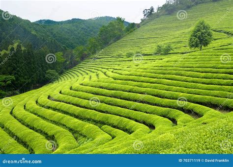 Green Tea Plantation Hills And Rows South Korea Stock Image Image Of