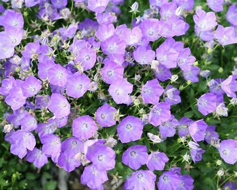 Has large blooms that hold well on top of the plant, creating a beautiful habit and retail display. Campanula Blue Orb -- Bluestone Perennials