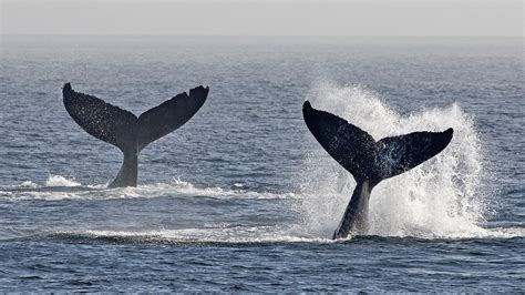 21 Calves Born This Season To Salish Sea Humpback Whales Breaking Record