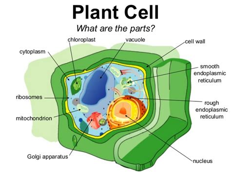 Golgi apparatus plant or animal cell. Plant & animal cells