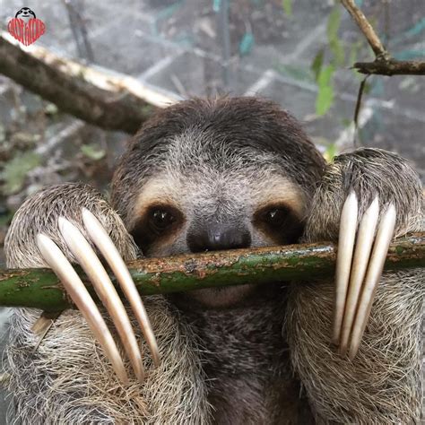 15 Facts About Sloths That Could Cure Insomnia Wow Gallery Ebaums