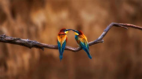 Two Birds Perching Bing Wallpaper Download