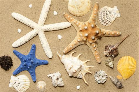 Shells And Starfish On Beach On Sand Stock Image Image Of Beautiful