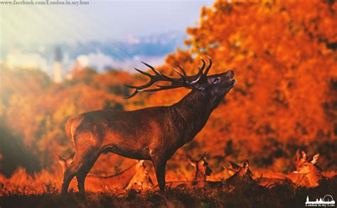 32 Cosy Photos Of Autumn In London