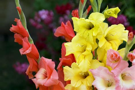 How To Grow Gladiolus Flowers