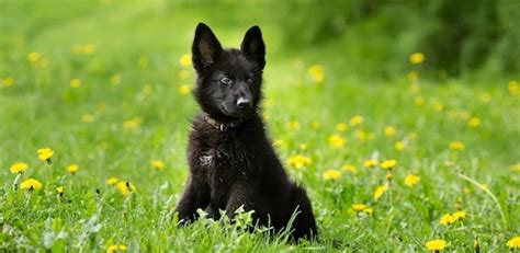 Black German Shepherd The Definitive Owners Guide
