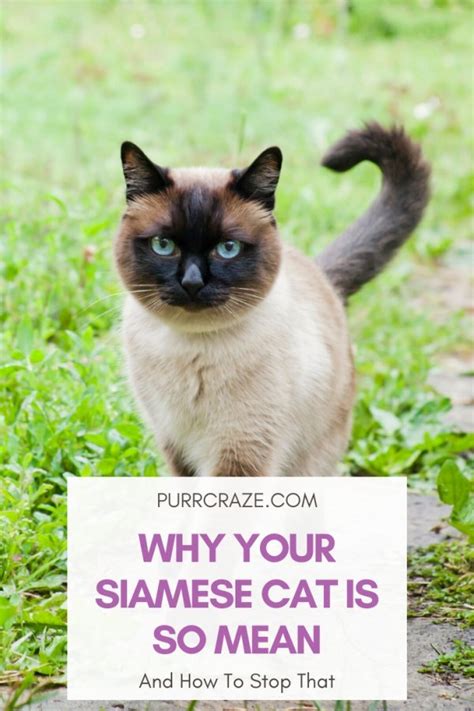 why your siamese cat is so mean and what will help purr craze