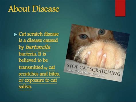 Cat Scratch Disease