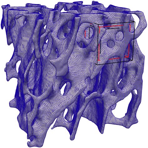 3 D Trabecular Bone Meshing With Zooming A Surface Mesh Of Micro Ct