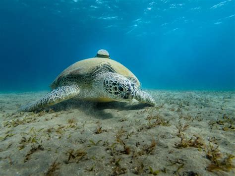 Giant Sea Turtle Close Up Red Sea Egypt Stock Image Image Of Reptile
