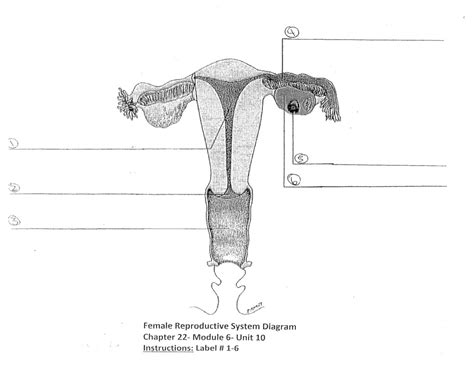 The Female Reproductive System Diagram Quizlet