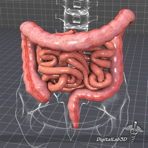 Human Large And Small Intestines 3d Model Cgtrader