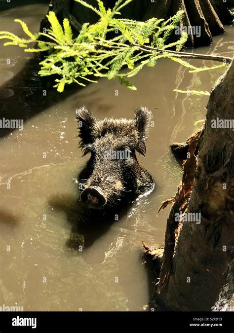 Swimming Wild Pig In Luminescent Swamp Water Stock Photo Alamy