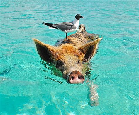 Pig In The Water Florida Keys Guide