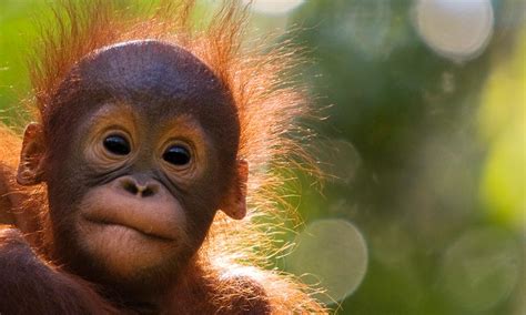 Orangutan adoptions are tax deductible in australia and the usa. Orangutan adoption - Charity donations and appeals - WWF ...