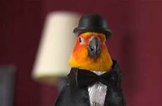 parrot wearing bird hat tuxedo hats costumes says