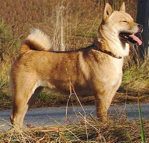 52 Best Hokkaido Images On Pinterest Hokkaido Hokkaido Dog And