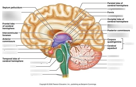 Midsagittal Section Brain Diagram Quizlet