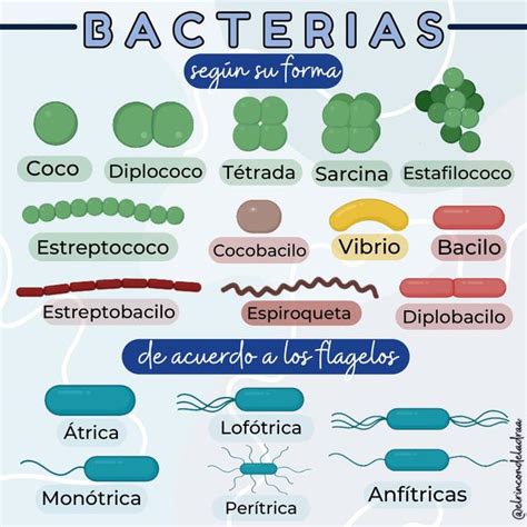 Tipos De Bacterias Seg N Su Forma Tipos De Bacterias Bacteria Udocz