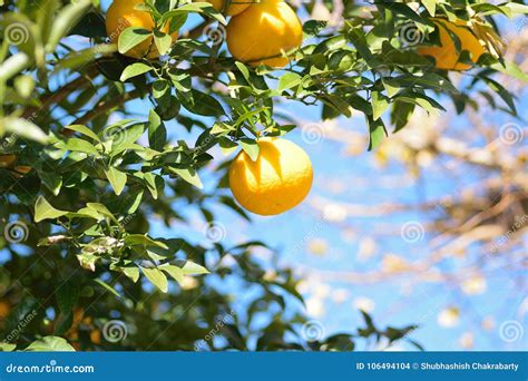 Ripe Oranges In Tree Ready To Be Harvested Stock Photo Image Of Food
