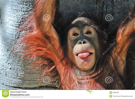 Cute Baby Orangutan Royalty Free Stock Image Image 8493496