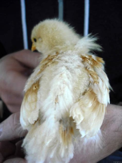 We did not find results for: Baby Chick - Getting Feathers