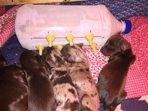 mommy can t nurse so the puppies are nursing from the milk bar elegant dachshunds feeding
