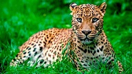 Leopardo africano: características, alimentación, habítat y reproducción