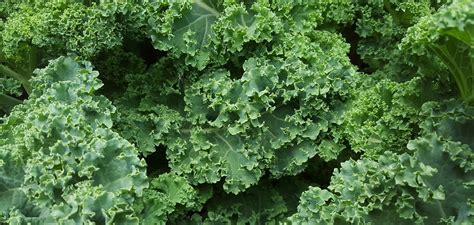 Fresh From The Spring Farm Kale Growing Tips And A Recipe For Roasted