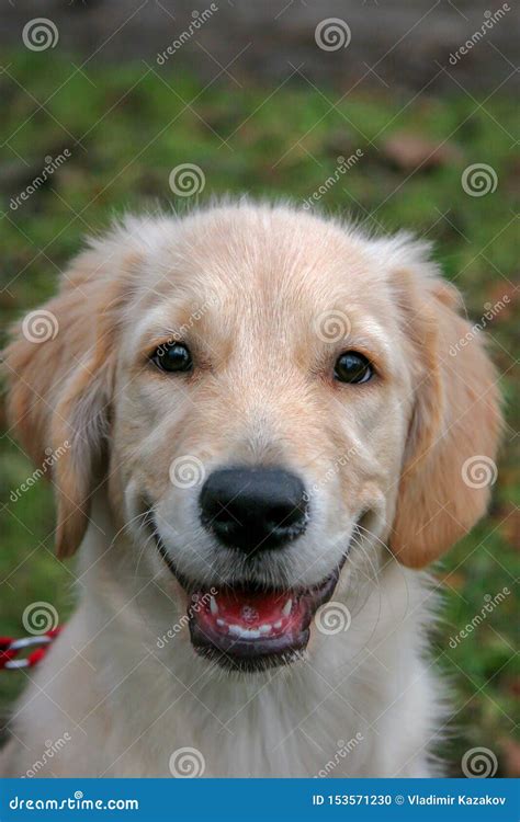 Portrait Of A Golden Retriever Dog Puppy The Dog Is Happy Contented