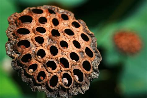 Are You Suffering From Trypophobia See Image Test To Know Your Status