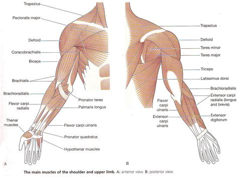 This is a table of skeletal muscles of the human anatomy. My Blog: Muscles of the upper limb