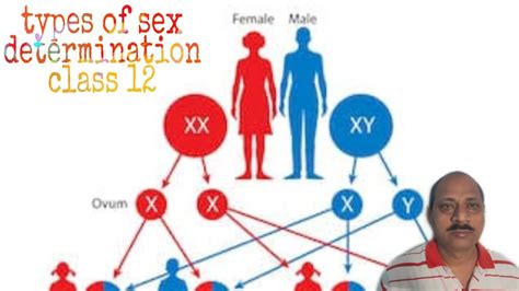 Types Of Sex Determination Class 12 Youtube