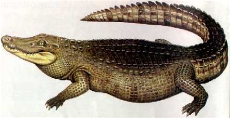 Purussaurus is one of the largest known crocodyliformes ever to have existed. Purussauro - Purussaurus brasiliensis | Dinossauros, Metros