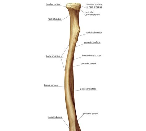 Radius bone is a photograph by asklepios medical atlas which was uploaded on august 3rd, 2016. Labelled Radius Bone / Solved: Radius And Ulna Label The ...