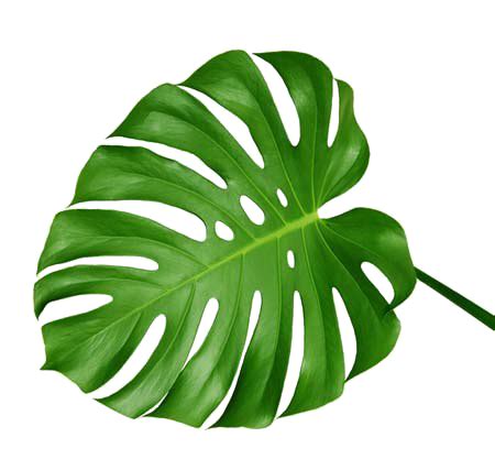 Tropical Palm Png Tropical Palm Leaf Png Free Transparent Png Images