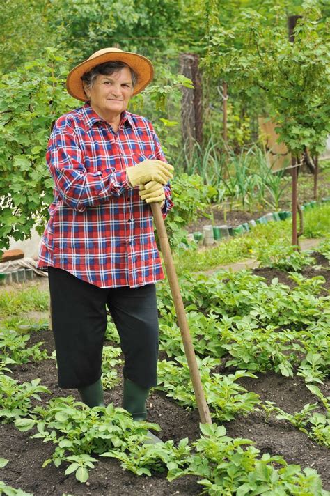 Senior Woman Gardening Hacken Kartoffeln Stock Bild Colourbox