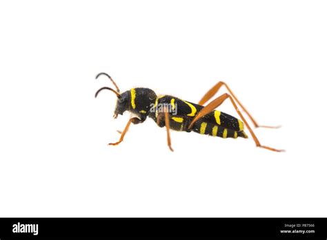 Wasp Beetle Hi Res Stock Photography And Images Alamy